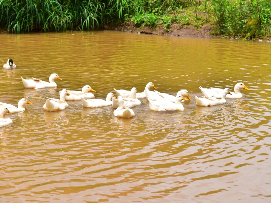 	Sustainable Agriculture and Farm Living 